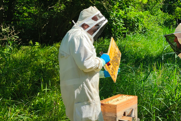 Le travail de l'apiculteur