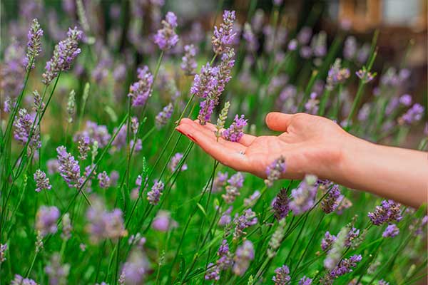 Des fleurs pour nos pollinisateurs