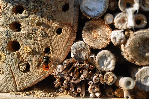 Nichoir à abeilles sauvages