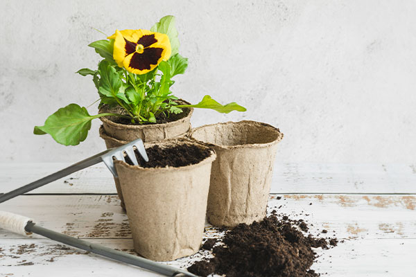 L’art du rempotage